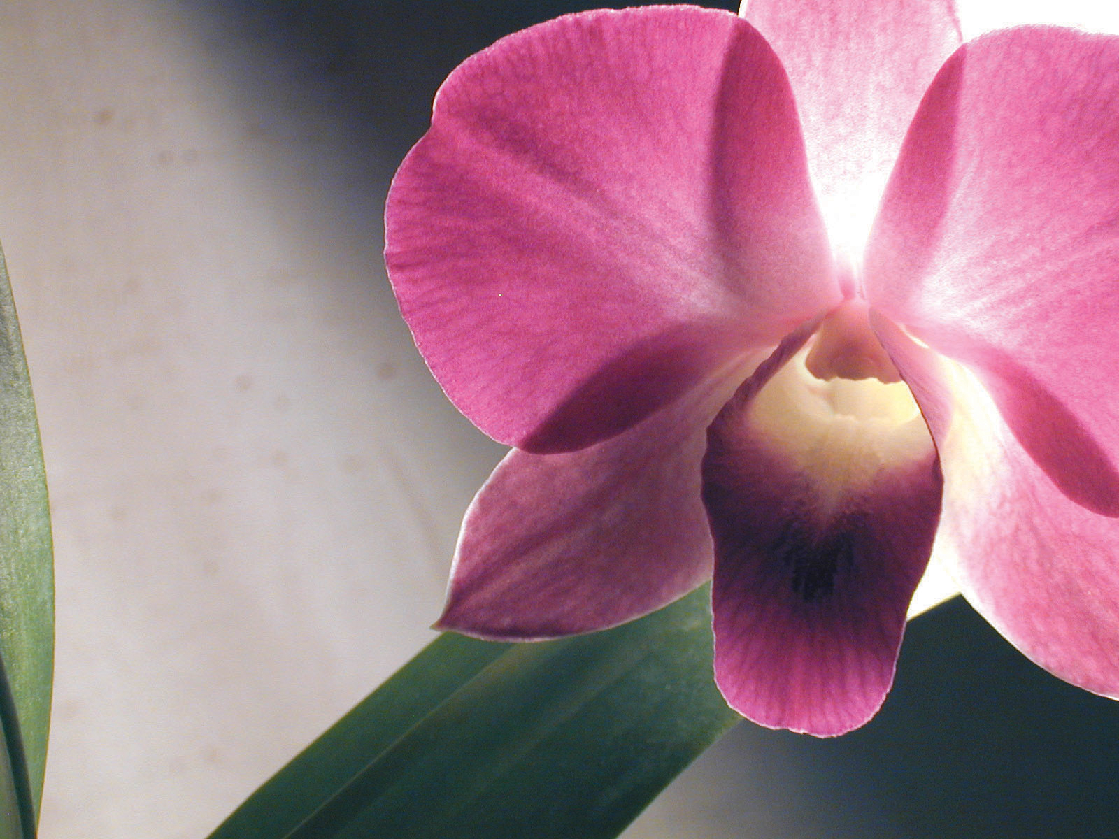 orchidée éclairée