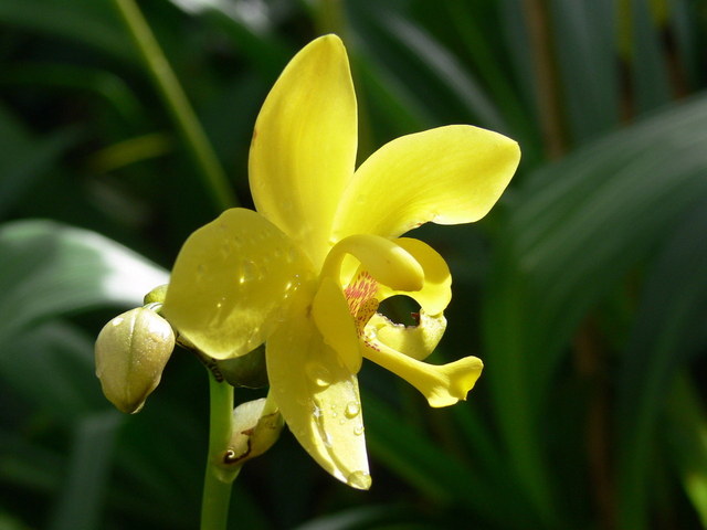 orchidée jaune