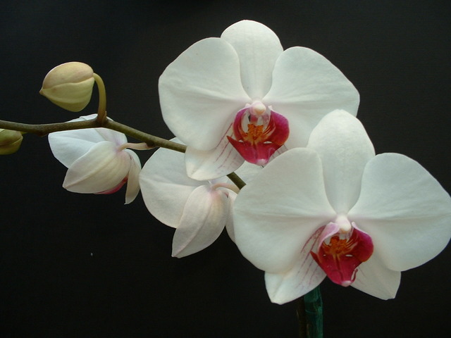 orchidée phalaenopsis blanche