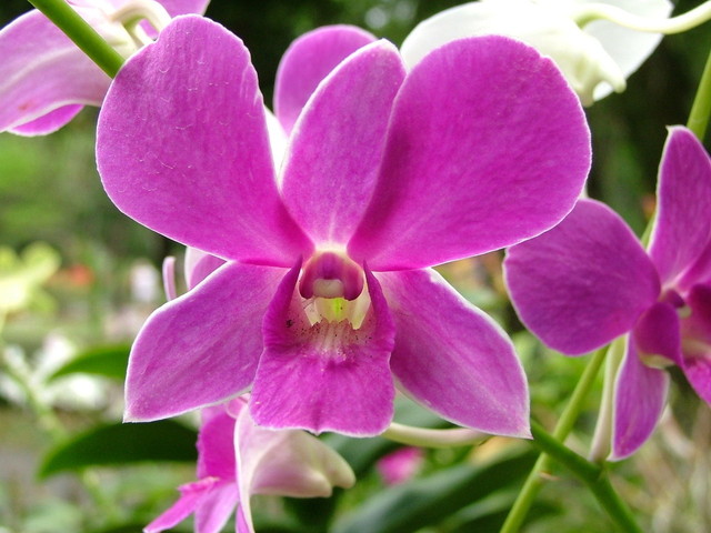 orchidée vanda rose
