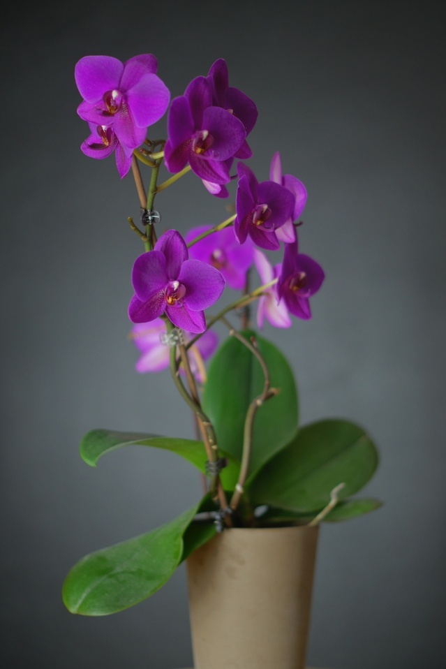 orchidée en vase